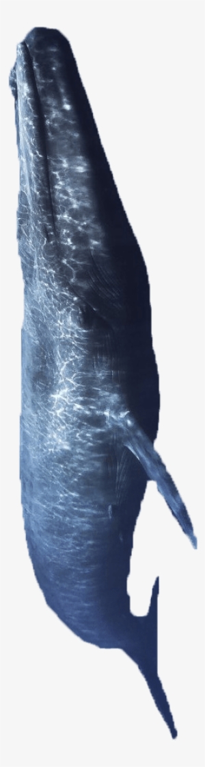 We Live In A World Dominated By The Internet - Atlantic Blue Marlin