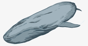 By Donating To Oceanswell, You Are Helping Us Do What - Grey Whale