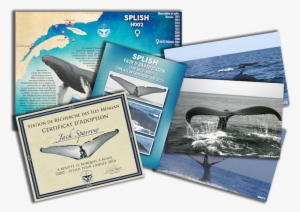 Adoption Package - Killer Whale