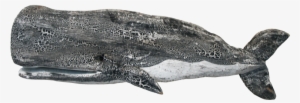 51 - Sperm Whale