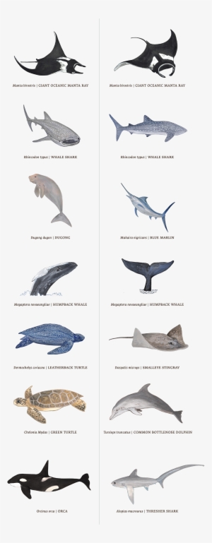 Thanks For Checking This Out - Great White Shark