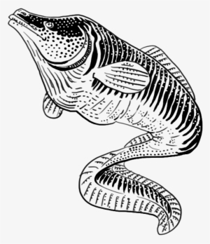 Clip Art Freeuse Download And Urikurik Eel - Drawing
