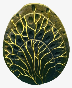 Shell Plate Fauna - Fauna