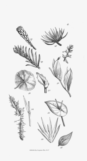 An Introduction To Physiological And Systematical Botany - Portable Network Graphics