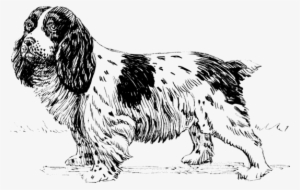 English Cocker Spaniel Cavalier King Charles Spaniel - Biologia De Un Perro