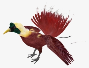 Red Bird Of Paradise - Phasianidae