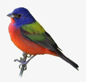 Bird Png - Bunting Bird Png