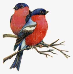 Free Library Clip Art Wbpng - Winter Birds Clip Art