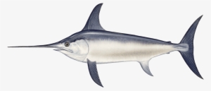 Swordfish - Xiphias Png - 960x437 PNG Download - PNGkit