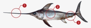 How To Identify An Swordfish - Swordfish