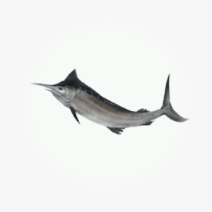 Swordfish - Icon - Swordfish