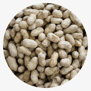 Seed Circle Peanuts - Seed