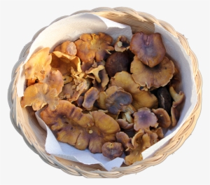 Cantharellus Amethystinus 1616 3 - Fungus