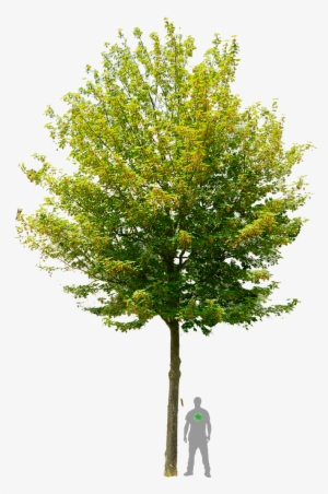 Spitz-ahorn 'emerald Queen' Architecture Layout, Drawing - Free Image Of Tree