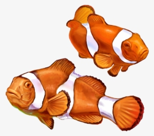 Clown Fish Png Graphic Transparent Library - Realistic Clown Fish Drawing