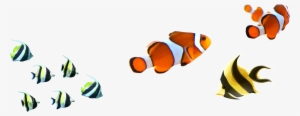 Clipart Clown Fish - Fish