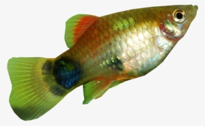 Tench Fish Transparent Background - Dress Coat Transparent Background