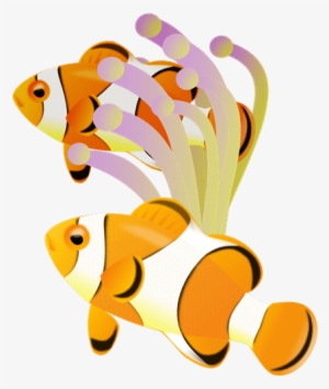 We Do Our Best To Bring You The Highest Quality Clownfish - クマノミ イソギンチャク イラスト