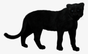 Panther Black Big Cat Mystical Predator Mu - Leopard Black Png