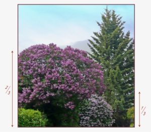 Proportion - Plant Material - Geranium Maderense