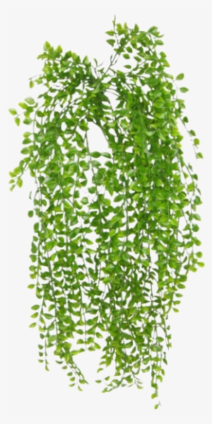 Share This Image - Ruscus Hanging Bush