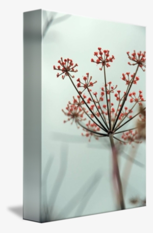 "red Starshaped Lace" By Tanjica Perovic - Cow Parsley