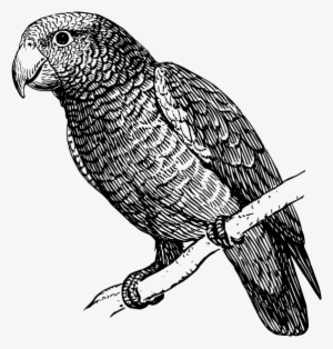 Original Png Clip Art File Parrot Svg Images Downloading