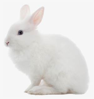 White Rabbit Png Image - White Rabbit Transparent Background