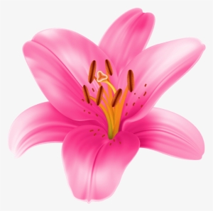 Cliparts Stargazer Lilly - Pink Lily Flower Png
