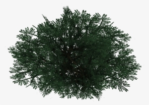 Bushpine Jimmmyzhoopz - Pine Bush