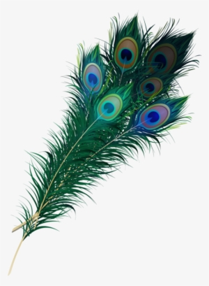 Real Peacock Feather Png
