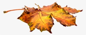Autumn Leaves Transparent Png Images Free Download - Alma Garden Gartenlaubsack 120 Liter