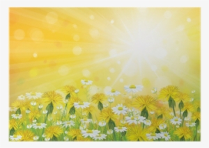 Vector Sunshine Background With Yellow Chamomiles And - Camomile