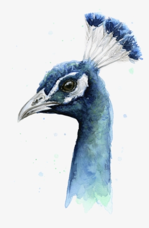 Vector Royalty Free Peacock Adult Pull Over Hoodie - Peacock Watercolor