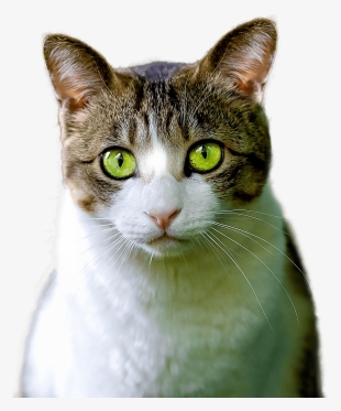 Cat Weekly Planner 2016: 16 Month Calendar