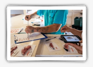 Checking Tuna Quality - Tuna