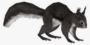 Abert's Squirrel 2 - Abert's Squirrel Png