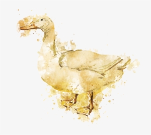 Duck Meat Products - Duck