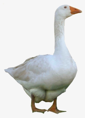 Duck Png Image - Goose Png