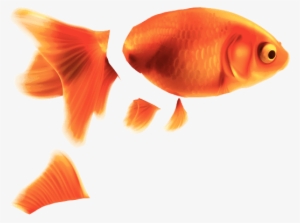 Goldfish Png