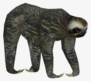 Pygmysloth - Zt2 Three Toed Sloth