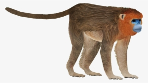 Monkey - Golden Snub Nosed Monkey Png