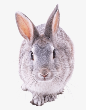 Animals - Front View Of A Rabbit