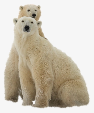 Download - Polar Bears Transparent Background