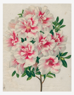 Azalea - Mountain Laurel
