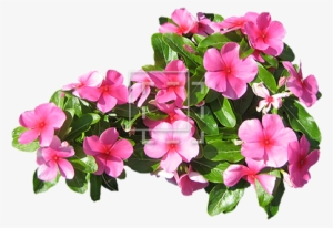 Small Pink Flowers - Small Flower Hd Images Png