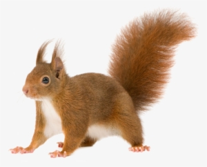 Share This Image - Squirrel On All Fours