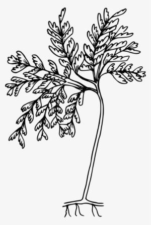 Drawing Black And White Fern Coloring Book Line Art - Coloring Pages
