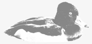 Ring Necked Duck - Portable Network Graphics