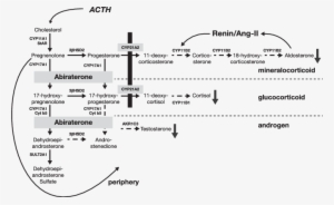 Steroidogenic Pathways And Disruption In 21ohd - Diagram